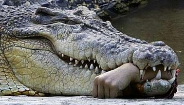 Croc bites arm.jpg